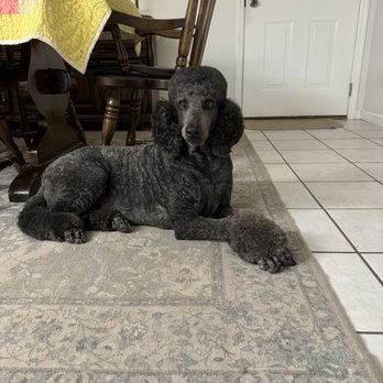 Petco - Standard Poodle Miami Clip - Pet Training Near Me - Yulee, Florida Petco - Standard Poodle Miami Clip - Pet Training Near Me - Yulee, Florida