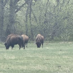 More buffalo