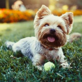 Furrtastic Paws Fancy Tails - Client - Pet Groomers Near Me - Mahwah, New Jersey Furrtastic Paws Fancy Tails - Client - Pet Groomers Near Me - Mahwah, New Jersey