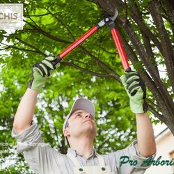 Vilchis Tree Services Pro
