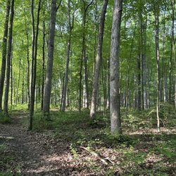 Filmore County Park - Wooded area