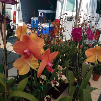 Silva's Orchids - Nurseries & Gardening Near Me - Neptune, New Jersey