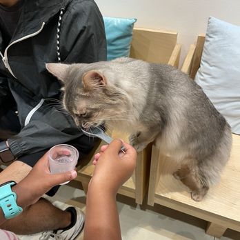 Cat Cafe MOFF Pearlridge Center - Feeding one of the cats "jelly snack" - Themed Cafes Near Me - Aiea, Hawaii Cat Cafe MOFF Pearlridge Center - Feeding one of the cats "jelly snack" - Themed Cafes Near Me - Aiea, Hawaii
