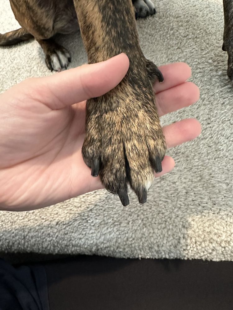 BONNEY LAKE DOG HOUSE Updated September 2024 32 Photos & 23 Reviews