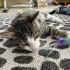 Cups & Cats gift card