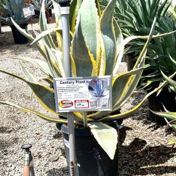 Moon Valley Nurseries - Nurseries & Gardening Near Me - Murrieta, California