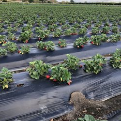 ARS Strawberries - Strawberry field