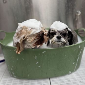 trim. Dog Grooming + Spa - Fine bubble bath - Pet Groomers Near Me - Redondo Beach, California trim. Dog Grooming + Spa - Fine bubble bath - Pet Groomers Near Me - Redondo Beach, California