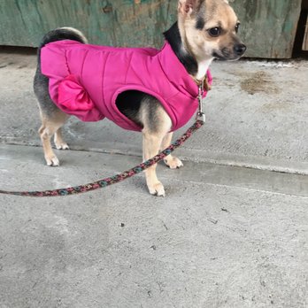 NYC Pawcademy - Pet Training Near Me