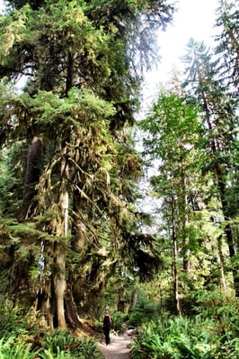 Hoh River Trailhead by null