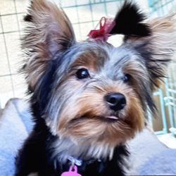 Bark Avenue Pet Grooming Salon