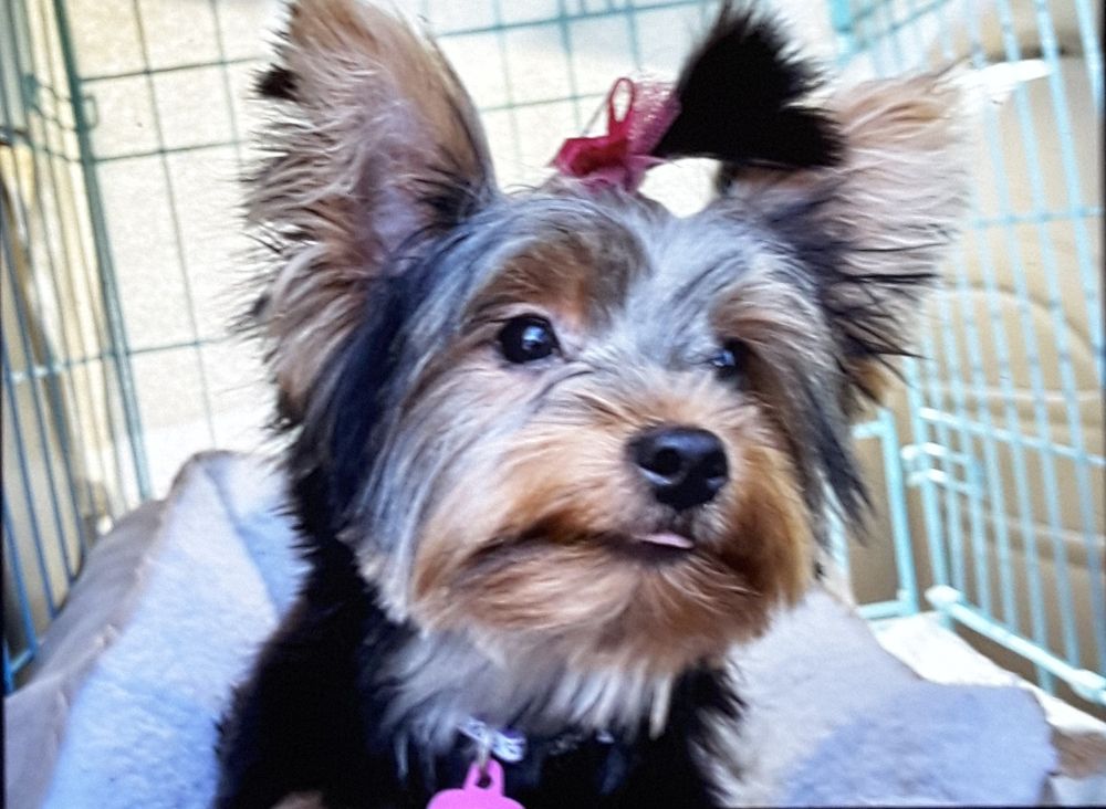 Bark Avenue Pet Grooming Salon Image