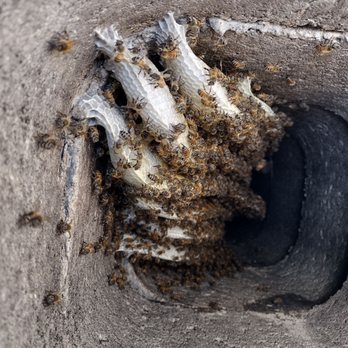 Bee Busters - Pest Control Near Me - Laguna Hills, California