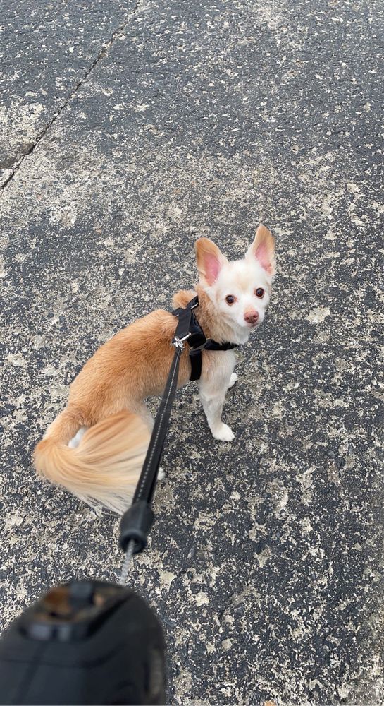 PAWSITIVE GROOMING Updated August 2024 337 E Winslow Rd