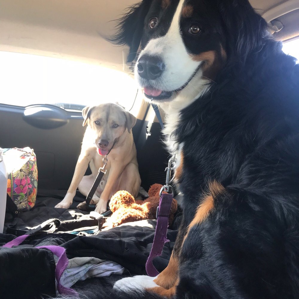 Down Dog Lodge - The tired but happy faces of coming home from daycare - Pet Boarding Near Me - El Segundo, California Down Dog Lodge - The tired but happy faces of coming home from daycare - Pet Boarding Near Me - El Segundo, California