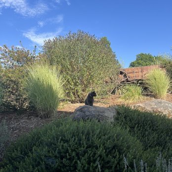 Iron Hub Winery - Cat - Wineries Near Me - Plymouth, California Iron Hub Winery - Cat - Wineries Near Me - Plymouth, California