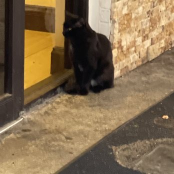 Red Roof Inn - Todd the cat. That what the staff called him. I wanted to pet him, but I'm sure he has fleas - Hotels Near Me - Dry Ridge, Kentucky Red Roof Inn - Todd the cat. That what the staff called him. I wanted to pet him, but I'm sure he has fleas - Hotels Near Me - Dry Ridge, Kentucky