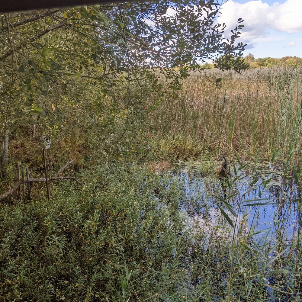 Mass Audubon Daniel Webster Wildlife Sanctuary - Pond from bird blind - Landmarks & Historical Buildings Near Me - Marshfield, Massachusetts Mass Audubon Daniel Webster Wildlife Sanctuary - Pond from bird blind - Landmarks & Historical Buildings Near Me - Marshfield, Massachusetts