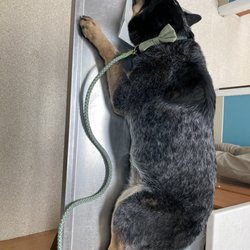 St. Francis Emergency Animal Hospital - Sleepy time.