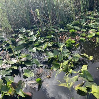 Everglades Airboat Expeditions - American Alligator - Boat Tours Near Me Everglades Airboat Expeditions - American Alligator - Boat Tours Near Me