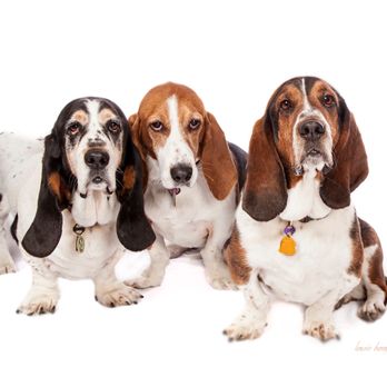 Leash on Life - Pet Stores Near Me - Iowa City, Iowa Leash on Life - Pet Stores Near Me - Iowa City, Iowa