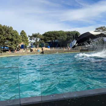 Dine With Orcas - a dolphin jumping out of the water - Buffets Near Me - San Diego, California Dine With Orcas - a dolphin jumping out of the water - Buffets Near Me - San Diego, California