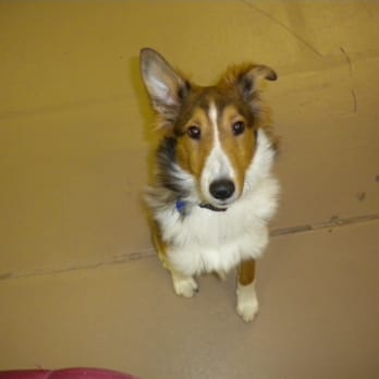 Pawsitive Steps Dog Training - Practicing sit-stay - Pet Training Near Me - Edmonds, Washington