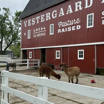 Vestergaard Farms - Farms Near Me - Ann Arbor, Michigan Vestergaard Farms - Farms Near Me - Ann Arbor, Michigan