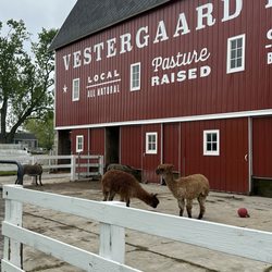 Vestergaard Farms