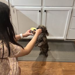 Dachshund baby enjoying her ice cream