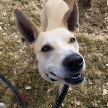 Creature Connections - Pet Sitting Near Me