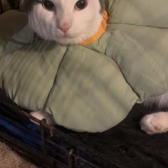Surgipet - Surgery Center for Pets - My little Mr fluffy - Veterinarians Near Me - Carlsbad, California Surgipet - Surgery Center for Pets - My little Mr fluffy - Veterinarians Near Me - Carlsbad, California