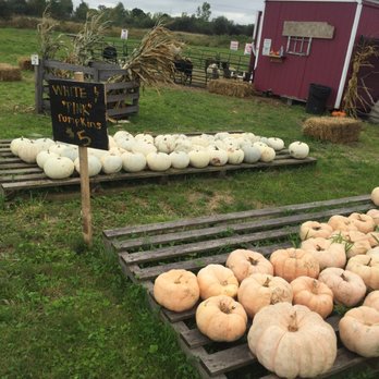 Cambria Corn Maze - other color pumpkins - Hiking Near Me - Lockport, New York