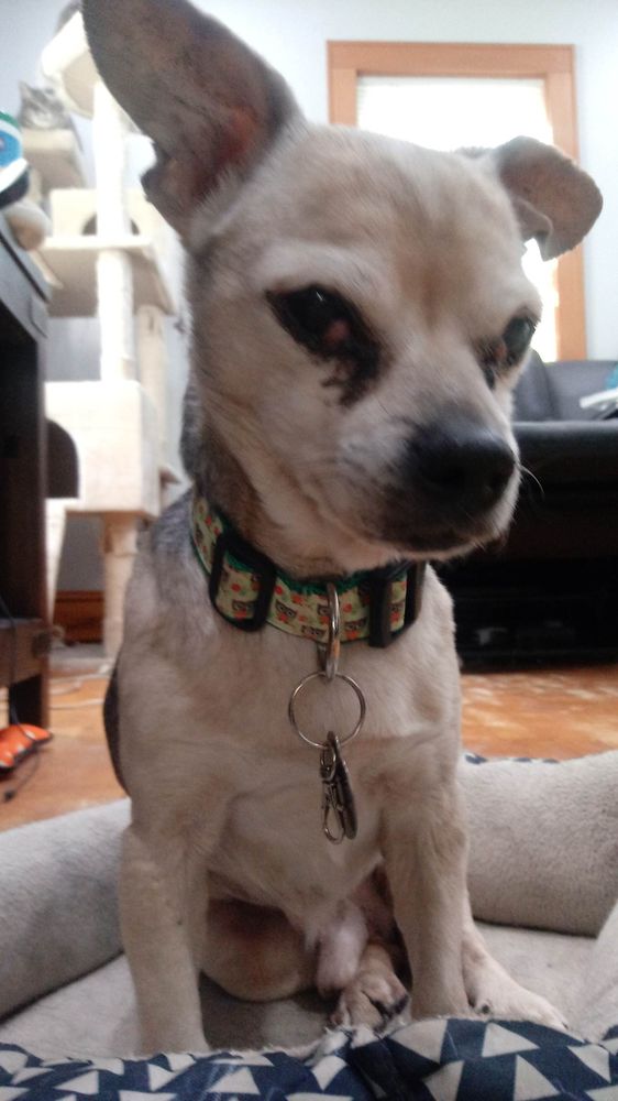 SUNNYSIDE PETS SITS STROLLS AND SHUTTLE Updated May 2024 828 N Badger Ave, Appleton