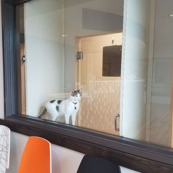 Resort for Pets - Haslet - Cat room - Pet Sitting Near Me - Fort Worth, Texas Resort for Pets - Haslet - Cat room - Pet Sitting Near Me - Fort Worth, Texas