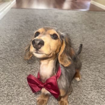 LeDog Barber - Pet Groomers Near Me - San Diego, California