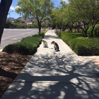 Sit Means Sit - Pet Training Near Me Sit Means Sit - Pet Training Near Me