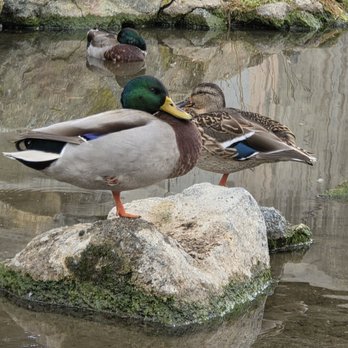 Snow Creek Park - Duck, duck... - Parks Near Me - Walnut, California Snow Creek Park - Duck, duck... - Parks Near Me - Walnut, California