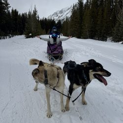 Kingmik Dog Sled Tours - Dog sledding