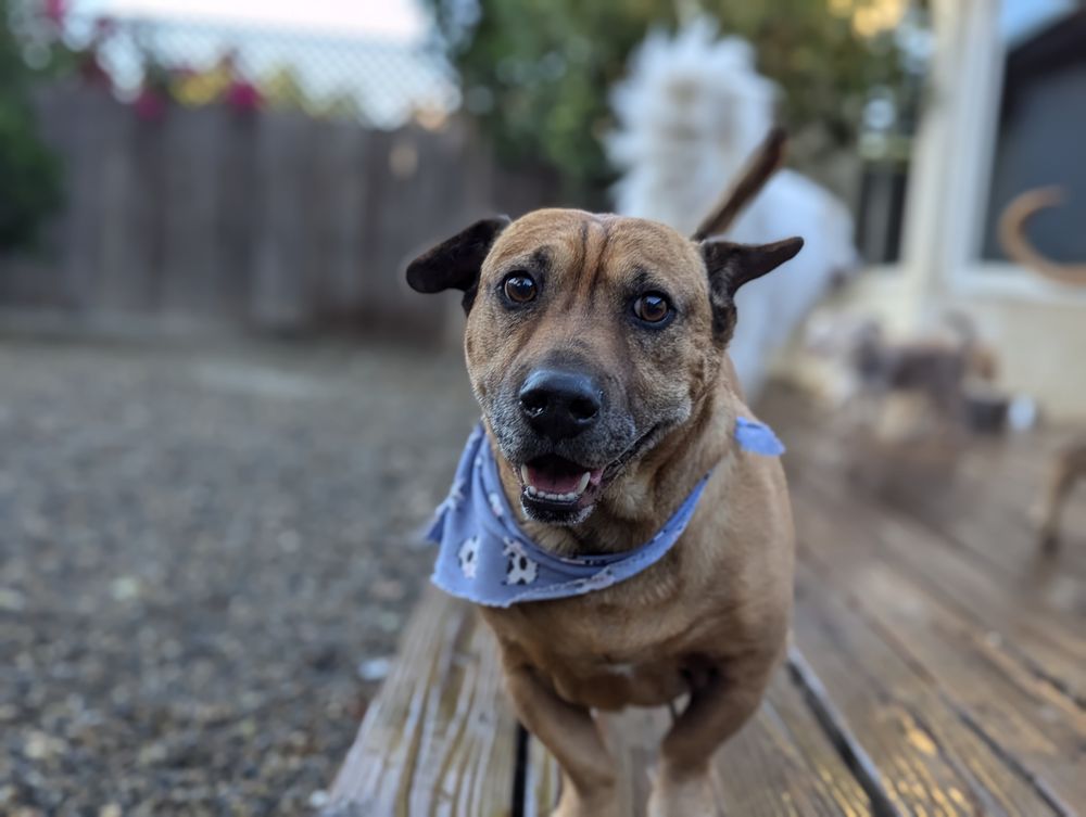 K9 Cancun - pet boarding facility in Citrus Heights, CA