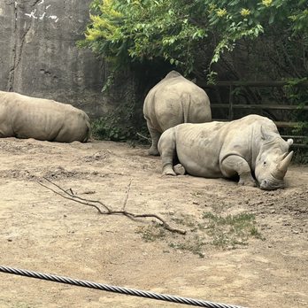 Indianapolis Zoo - We loved watching the rhinos... - Zoos Near Me - Indianapolis, Indiana Indianapolis Zoo - We loved watching the rhinos... - Zoos Near Me - Indianapolis, Indiana
