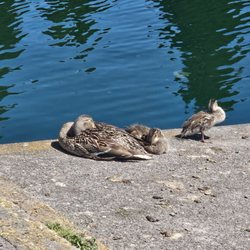 Westmoreland Park