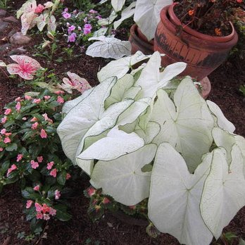 Caladium Bulbs 4 Less - Moonlight - Nurseries & Gardening Near Me - Lake Placid, Florida Caladium Bulbs 4 Less - Moonlight - Nurseries & Gardening Near Me - Lake Placid, Florida