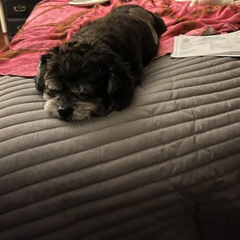Hospivet - This was taken at home in San Diego just hours after her surgery at Hospivet.  Nice and calm! - Veterinarians Near Me - Tijuana, BCN