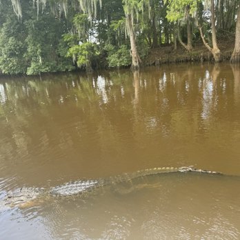 Louisiana Tour - Gator - Tours Near Me - Marrero, Louisiana Louisiana Tour - Gator - Tours Near Me - Marrero, Louisiana