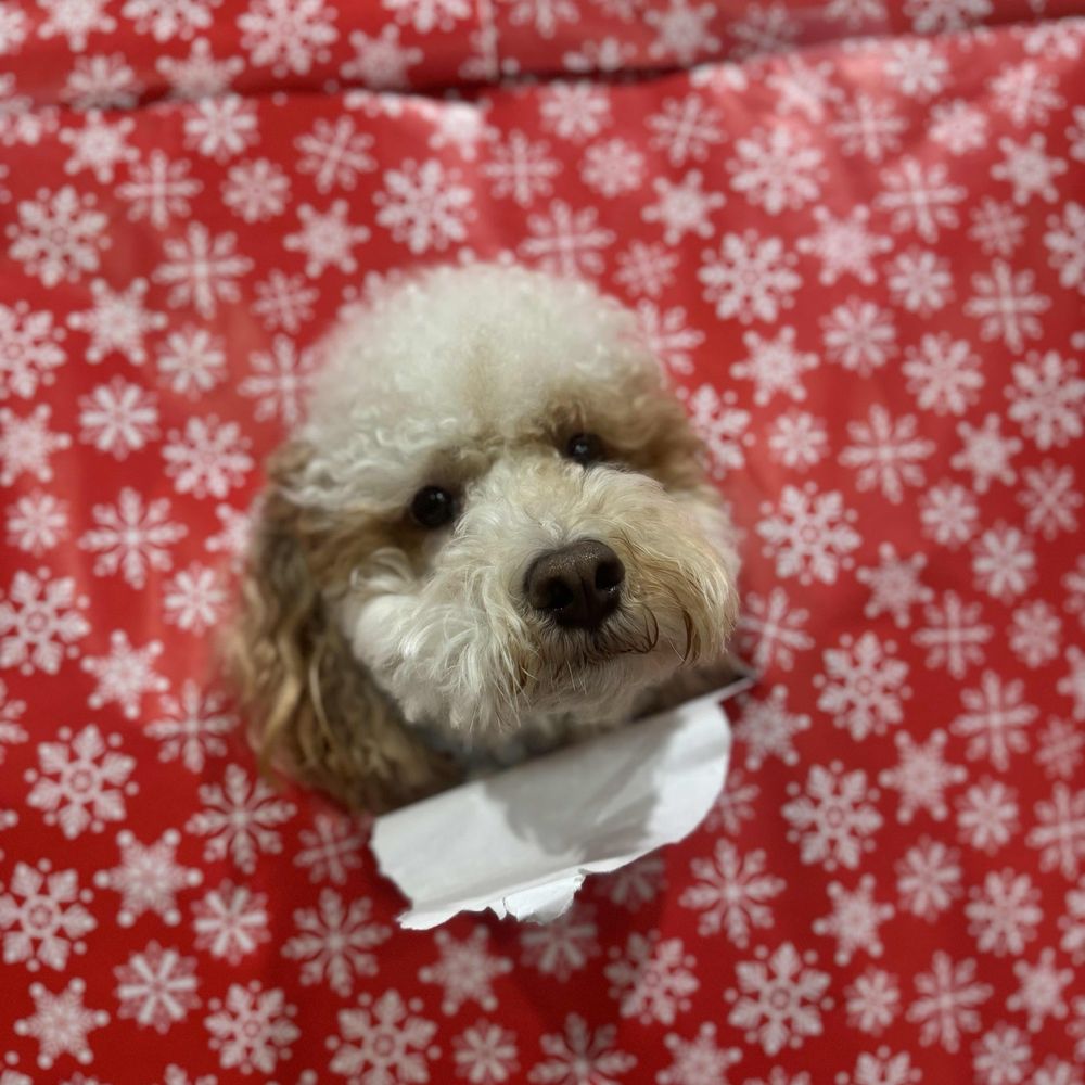 Dogdrop - Pet Sitting Near Me - Los Angeles, California Dogdrop - Pet Sitting Near Me - Los Angeles, California
