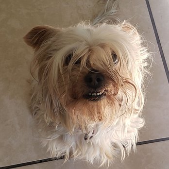 Pono's Pooch Spa - Lyric before spa treatment - Pet Groomers Near Me - Hawthorne, California