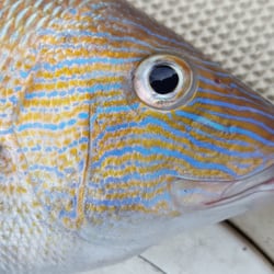 Sunrise Fishing Adventures - Beautiful coloring