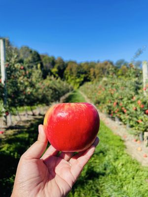 Beak & Skiff Apple Hill Campus / 1911 Tasting Room by null