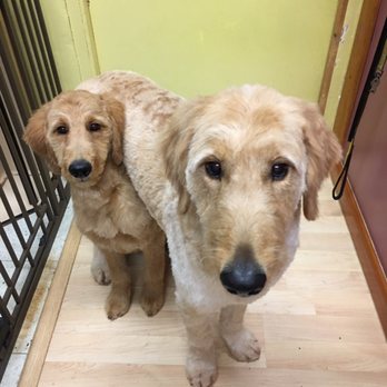 Aloha K9 Kuts - Recently groomed these two adorable Goldendoodles~Oden & Duke - Pet Groomers Near Me - Honolulu, Hawaii Aloha K9 Kuts - Recently groomed these two adorable Goldendoodles~Oden & Duke - Pet Groomers Near Me - Honolulu, Hawaii